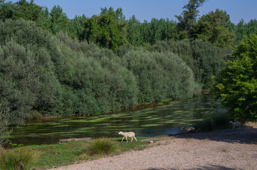 rzeka owce zwierzęta natura drzewa woda rośliny © Piotr