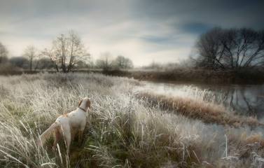 English setter. Hunting dog. Pointing dog. Hunting. Autumn landscape. The hunting dog costs at the lake on hunting early in the morning. 