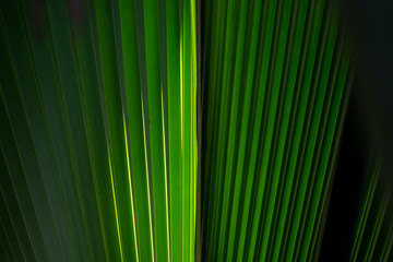 Tropical leaves forming a green background