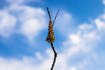 Seeds in branch