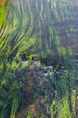 tło woda rzeka rośliny natura