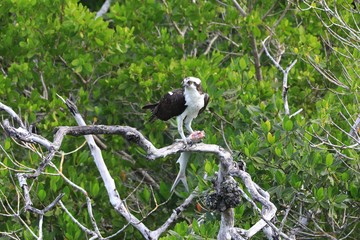 Wild osprey bird eating on a tree branch 
