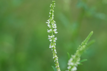 White Sweet Clover Flowers in Summer
