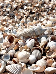 sea shells background on the beach 
