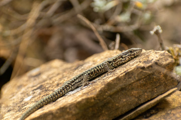 lizard resting in the sun 
