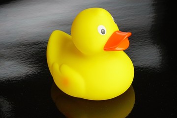 Toy yellow rubber ducky 