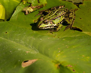 frog in the pond