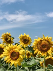 Obraz premium sunflowers of blue sky in the summer