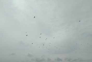 flock of birds flying high in the blue sky