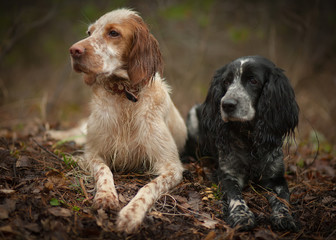 Portrait of two hunting dogs. English setter and Russian hunting spaniel.