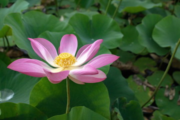 Lotus blossom in the middle of the pond. Nymphaea lotus is a type of aquatic plant.