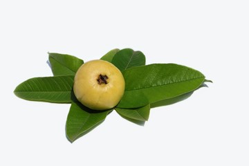 Ripe Guava with Guava Leaves Isolated on White Background