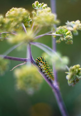 Beautiful green caterpillar creeps on a green plant in the garden
