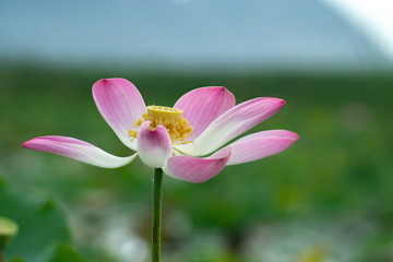 Lotus blossom in the middle of the pond. Nymphaea lotus is a type of aquatic plant.