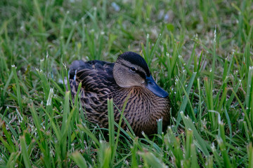 Ducks family in the grass