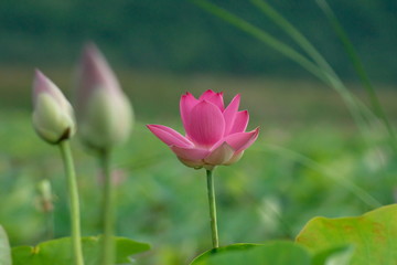 Obraz premium Lotus blossom in the middle of the pond. Nymphaea lotus is a type of aquatic plant.
