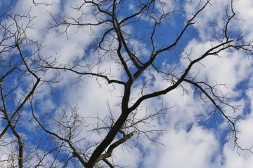 Bare tree on a winter sky