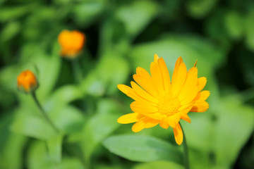 A flower in green garden