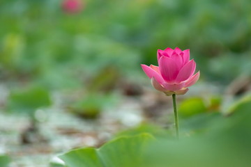 Lotus blossom in the middle of the pond. Nymphaea lotus is a type of aquatic plant.