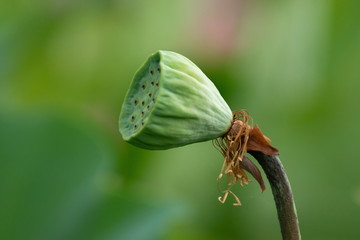 Lotus seed, Lotus blossom in the middle of the pond. Nymphaea lotus is a type of aquatic plant.