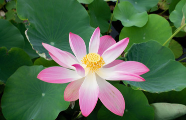 Lotus blossom in the middle of the pond. Nymphaea lotus is a type of aquatic plant.