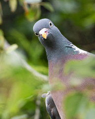 Woodpigeon, Columba palumbus