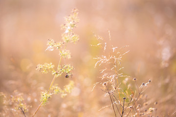 wild flowers in midsummer
