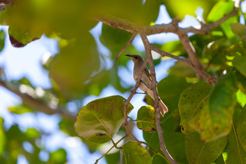 A bird resting on the tree