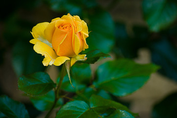 Yellow Rose with Green Leaves