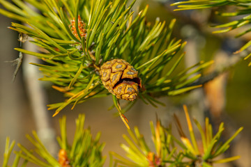 Obraz premium old brown cone hanging from a branch