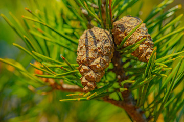 old brown cones hanging from a branch