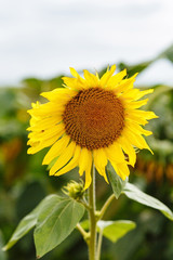 Close up sunflower at the blurred sky background. Sunflowers. Harvest. Sunflower fields