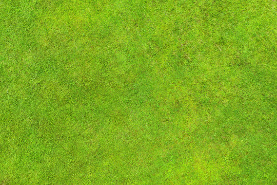 Green lawn texture and background