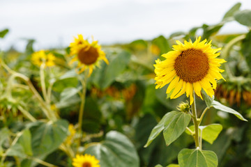 Blooming sunflowers on the field in summer. Sunflowers. Harvest. Sunflower fields