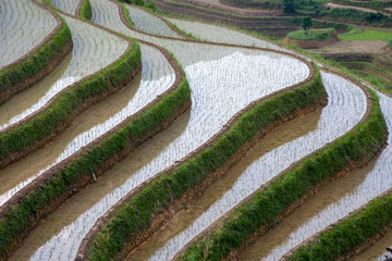 China, Guangxi, Guilin, Longsheng, Terraced rice fields