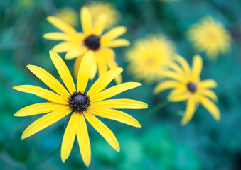 Yellow Flowers in the Garden