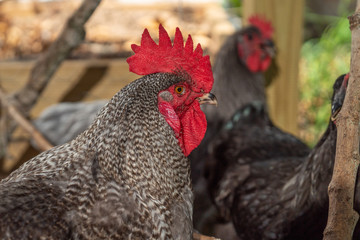 A rooster with hens in a coop set in a residential setting