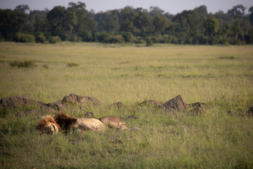 Male Lion Sleeping Next to Ant Mounds in Kenya, Africa