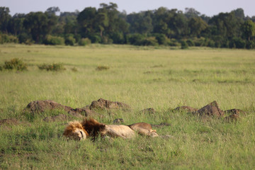 Male Lion Sleeping Next to Ant Mounds in Kenya, Africa