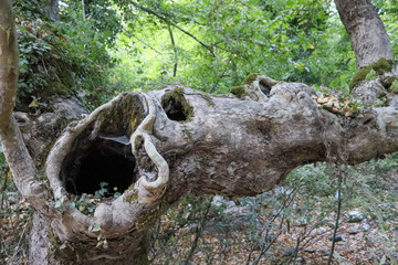 old tree trunk