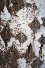 Birch bark close-up. Silver bark texture. Abstract background
