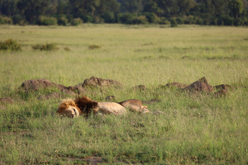Male Lion Sleeping Next to Ant Mounds in Kenya, Africa