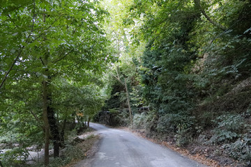 Fototapeta premium road in the forest