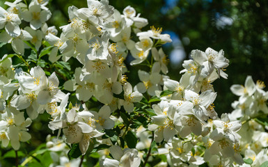 Jasmine flowers Philadelphus lewisii bush on dark blue sky background in sunny spring garden. Selective focus close-up nature shot. Flower landscape for any wallpaper. There is place for text