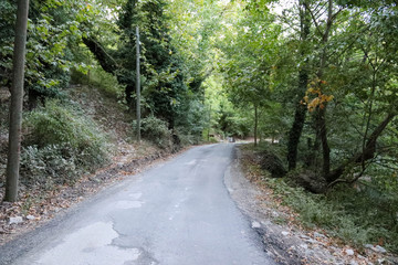 road in the forest