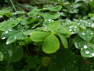 rain drops on a green leaf