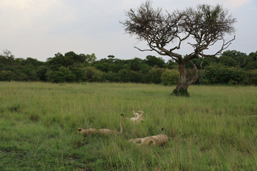 Lions Relaxing Beneath Tree in Kenya, Africa