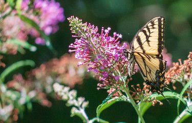 Eastern tiger swallowtail butterfly on butterfly bush