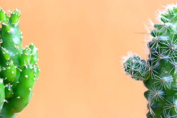 Two Different Types of Thorny Mini Cactus Plant on the Orange Background