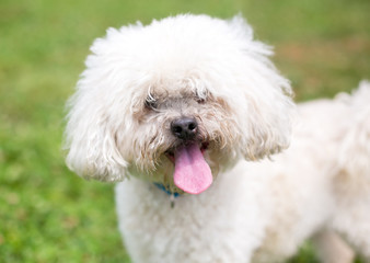 A shaggy white Poodle mixed breed dog outdoors